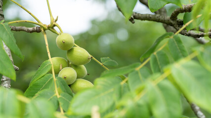 Green walnuts on a tree
