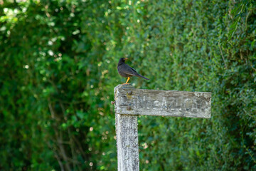 Pájaro negro en la punta de poste