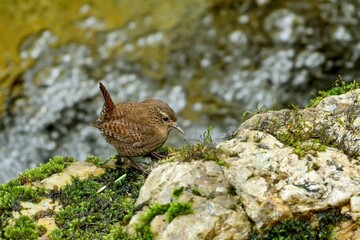 苔むした岩の上でのんびりくつろぐミソサザイ