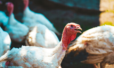 Breeding turkeys on a farm. White turkey portrait walking in paddock. Flock of Turkeys walking in paddock on farm. Pasture raised turkey on a farm.