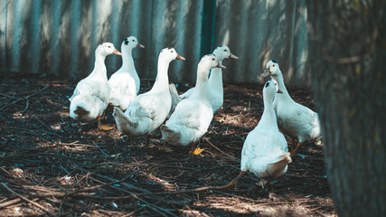 White ducks on the farm. Portrait of a white duck walking in a pen. A flock of ducks walks in a paddock on a farm.