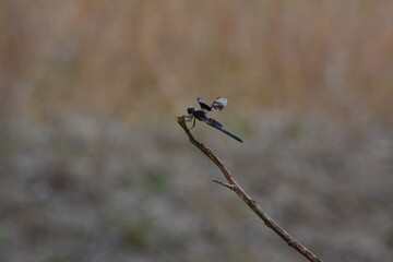 libelula alimentandose de un mosco