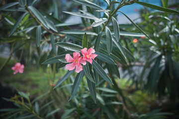 Oleander (Nerium Oleander Pink Joy')