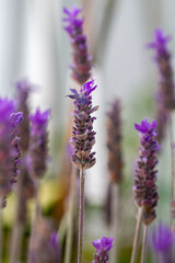 Purple blue lavandula with bracts (common named lavender), of the mint family, in natural light