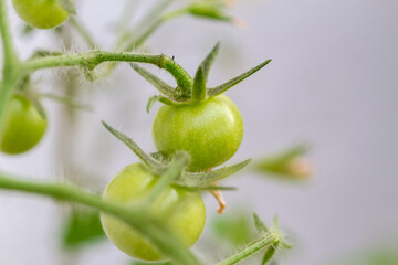 Close-up of tomato plants in the garden
