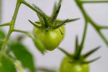 Close-up of tomato plants in the garden