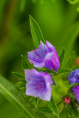 Fototapeta na wymiar Close-up of wildflowers in natural light