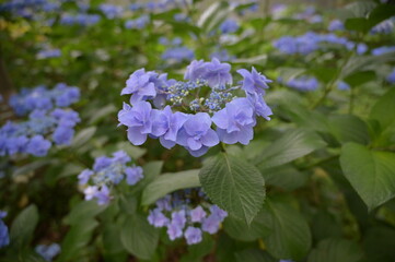 紫陽花