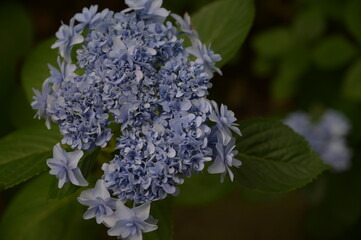 紫陽花