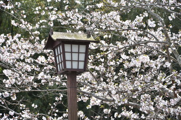 武家屋敷のある町　出水市麓