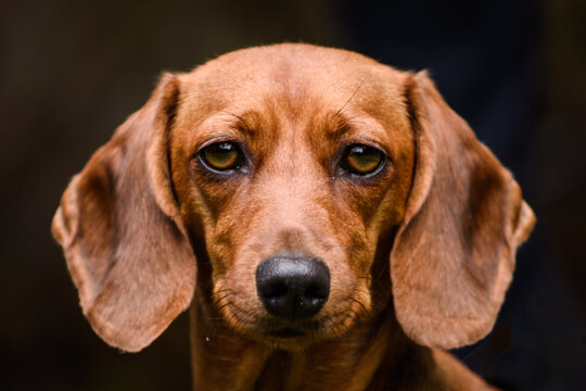Primer plano de peque&ntilde;o perro salchicha orejudo
