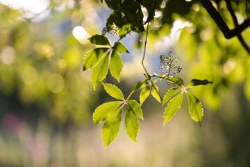 leaves background
