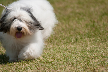 Tibetan Terrier