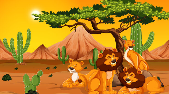Lion family at desert
