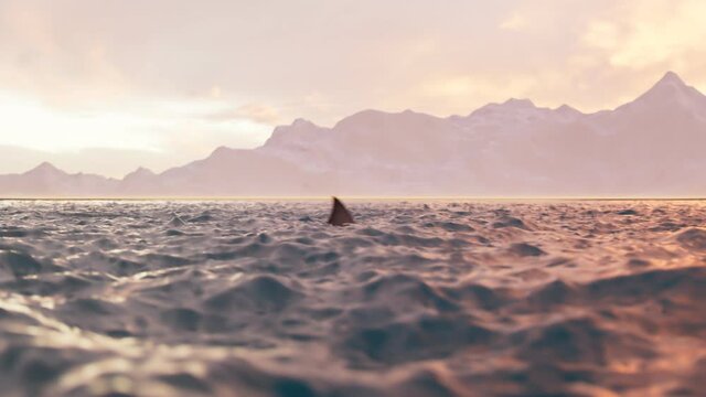 Animation of the shark fin moving swiftly at the surface of the sea.Shark attack