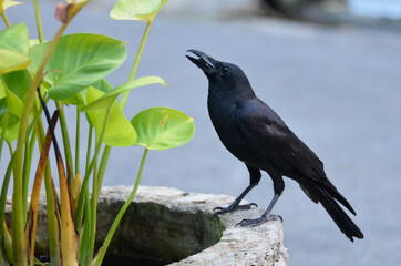 A black raven is sitting on a fence next to a green plant. He is hungry and is looking forward to catching something