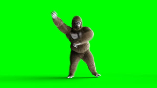 Funny brown gorilla dancing. Super realistic fur and hair. Green screen 4K animation.