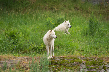 Obraz premium Arctic Wolf in summer
