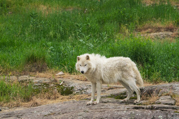 Arctic Wolf in summer