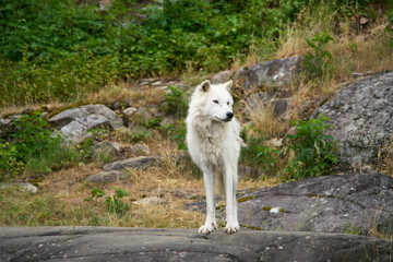 Arctic Wolf in summer