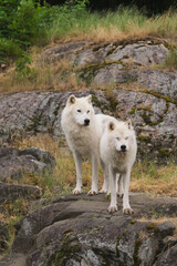 Fototapeta na wymiar Arctic Wolf in summer