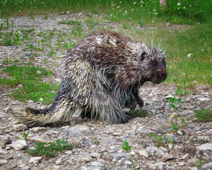 Porcupine in eastern Ontario summer