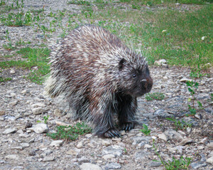 Porcupine in eastern Ontario summer