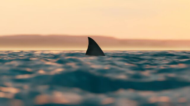 Animation of the shark fin moving swiftly at the surface of the sea.Shark attack
