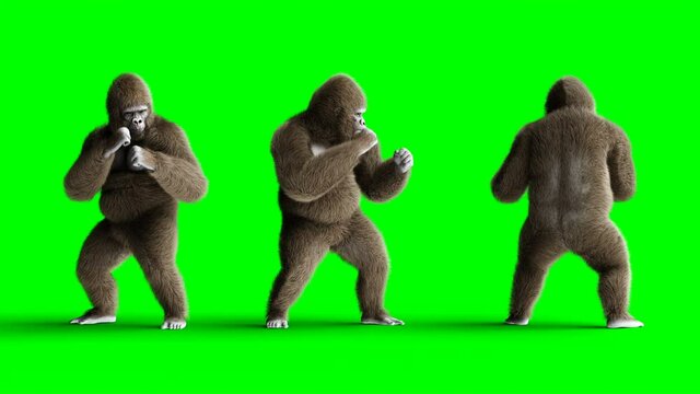 Funny brown gorilla fighting. Super realistic fur and hair. Green screen 4K animation.
