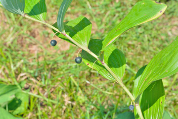 Herb solomon’s seal (Poligonatum) with berries