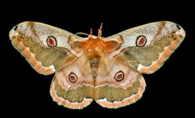 Butterfly (Caligula boisduvali)