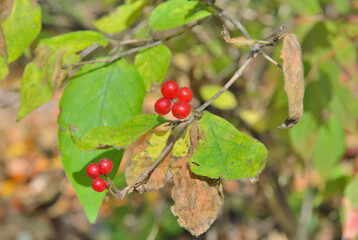 Berries of honeysuckle