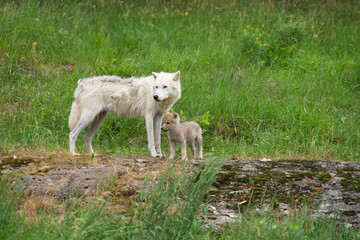 An Arctic wolf with wolf cub