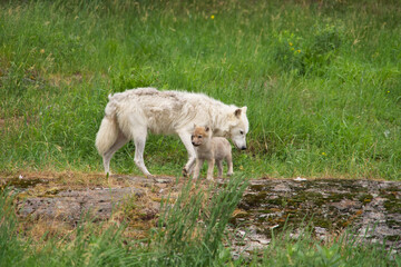 An Arctic wolf with wolf cub