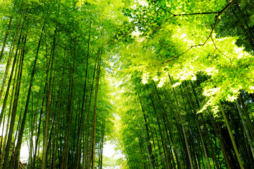 Fototapeta na wymiar 竹林の小径、グリーンイメージ、修善寺温泉周辺
