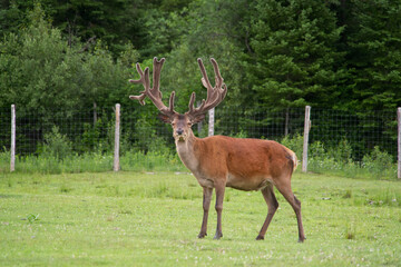A lone elk in the woods