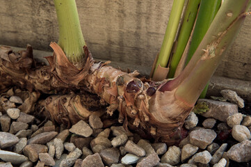 Botany. Closeup of a Hedychium coronarium plant, also known as white butterfly ginger lily,...