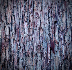 Fototapeta premium Closeup of old weather beaten tree bark texture background pattern