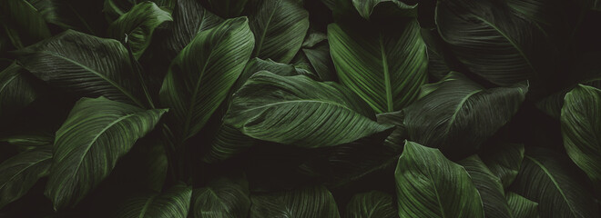 leaves of Spathiphyllum cannifolium, abstract green texture, nature background, tropical leaf