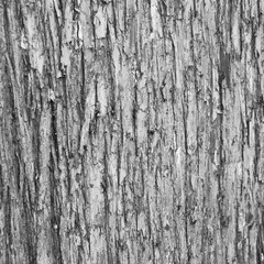 Closeup of old weather beaten tree bark texture background pattern grey, monochrome, black and white, black, white