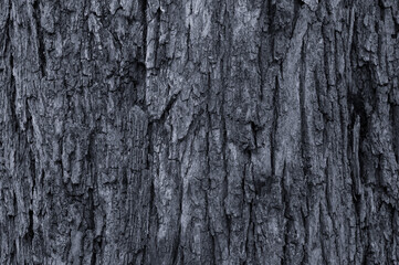 Fototapeta premium Closeup of old weather beaten tree bark texture background pattern