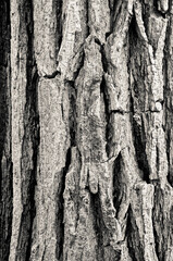 Closeup of old weather beaten tree bark texture background pattern