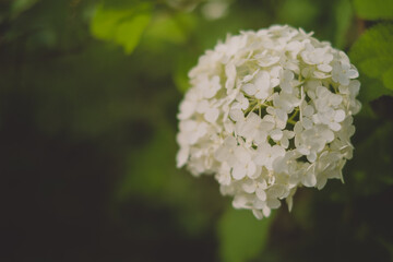 白い紫陽花 -あじさい-