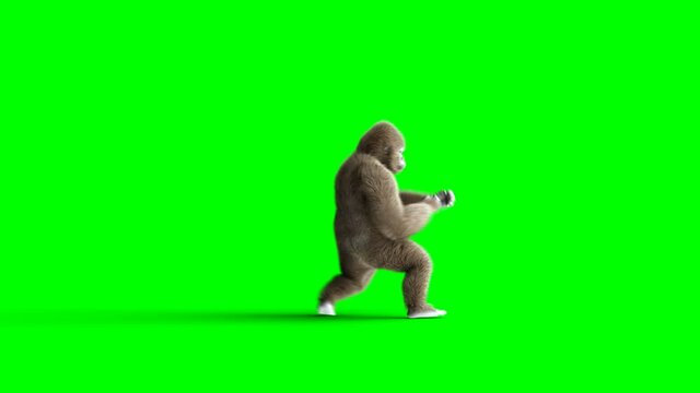 Funny brown gorilla fighting. Super realistic fur and hair. Green screen 4K animation.