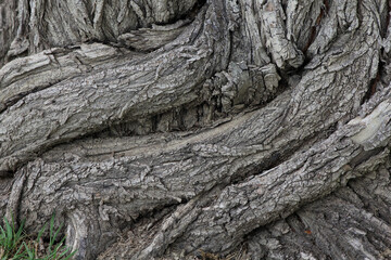 Ribbed bark that creates a rhythm
