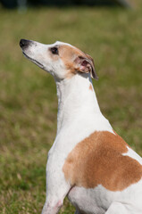 Whippet