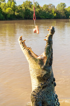 Jumping crocodile cruise on the Adelaide River. Wak Wak, Northern Territory, Australia.