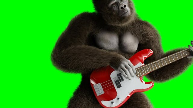 Funny brown gorilla play the bass guitar. Super realistic fur and hair. Green screen 4K animation.