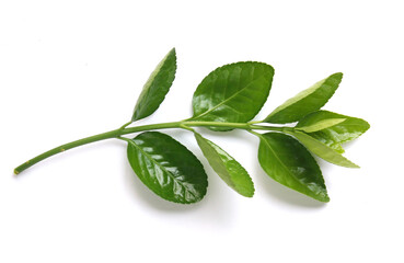 Fresh green leaves branch isolated on white background