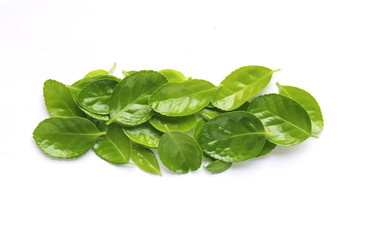 Fototapeta premium fresh green leaves isolated on white background